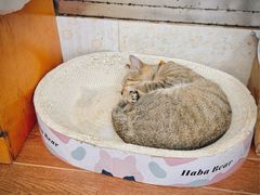-盏记光明乳鸽(盐田八分店)