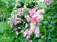 -麦当劳(贵和购物中心B1店)