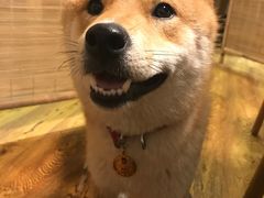 -柴务处·柴犬主题狗咖