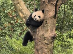 -都江堰中华大熊猫苑