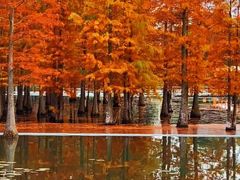 -白鹭湾湿地公园