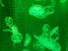 -洛阳龙门海洋馆