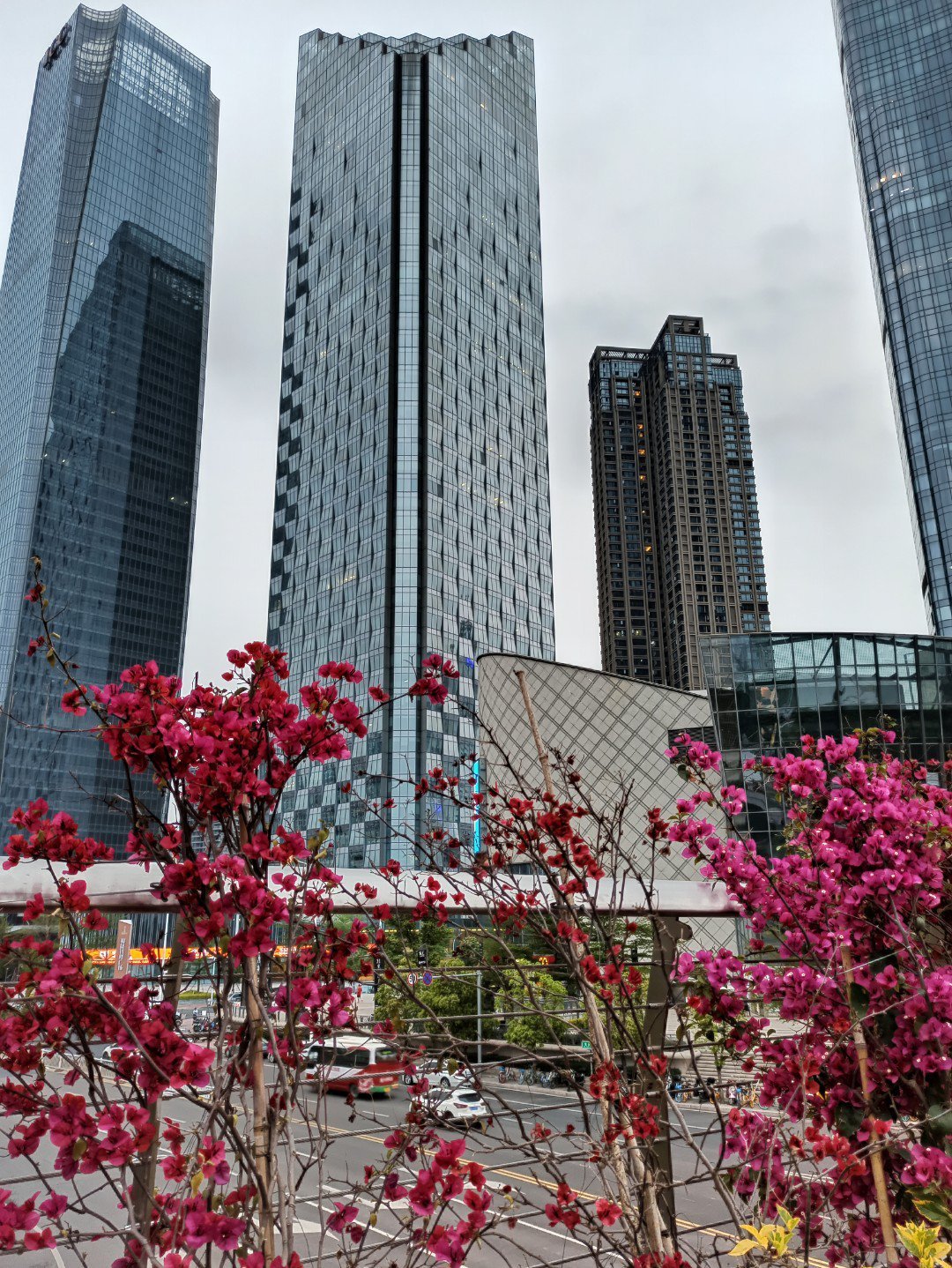 福州城市广场公园,鲜花开放在高楼林立之中