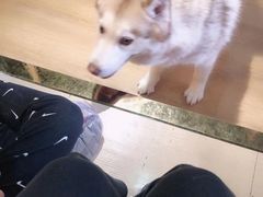 -Husky Go! 哈士奇体验馆·宠物咖啡厅狗咖
