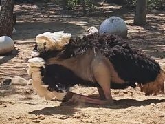 -大连森林动物园