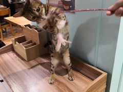 -猫小院猫主题餐厅(三里屯店)