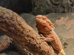 -上海大自然野生昆虫馆