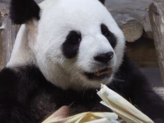 -栾川竹海野生动物园