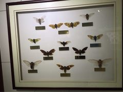 -上海昆虫博物馆