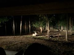 -清迈夜间动物园