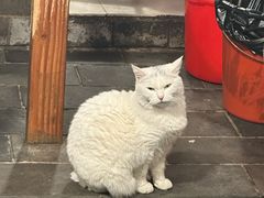 -张记牛肉面馆(天津路店)