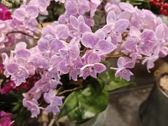 -双季花艺园艺市场(浦东店)