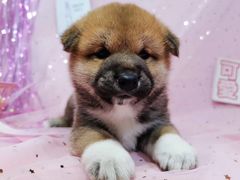 -1013 PET SHOP 宠物商店(近铁城市广场店)