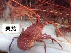 -国惠大酒楼(宝龙店)