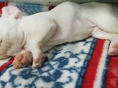 -仁华宠物医院(青羊店)