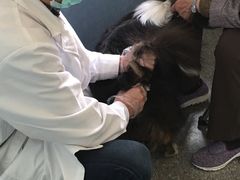 -美联众合动物医院·24h京西诊疗中心