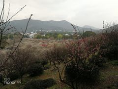 -香雪海