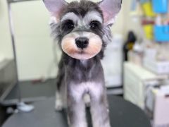 -小尾巴宠物店(万科·金域华庭店)