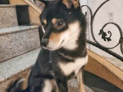 -喜柴咖啡·柴犬狗咖