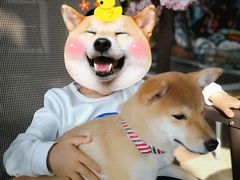 -柴犬高等学院·狗咖·柴犬售卖·宠物训练