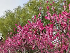 -莲花池公园