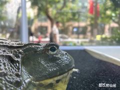 -酷以爬仙阁实体爬宠店·守宫·蜥蜴·专业繁育