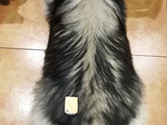 -more than meow吴止猫主题餐厅(承德 中船汇店)