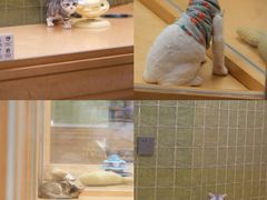 -帕帕拉兹宠物(亚洲旗舰店)