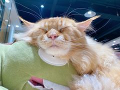 -藏猫猫咖啡主题馆(中央大道店)