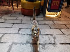 -川渝窈妹纸包鱼·齐齐哈尔烤肉