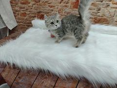 -1013 PET SHOP精品宠物商店(丁香店)