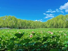 -东升八家郊野公园