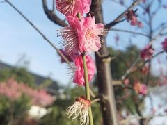 -石湖景区