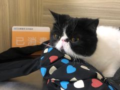 -纳吉亚猫专科动物医院(康都外科中心)