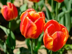 -北京国际鲜花港