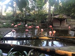 -清迈夜间动物园