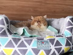 -爱侣宠医·鹦鹉专科·小型哺乳类·异宠专科(灵石路店)