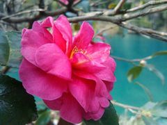 -祁门牯牛降观音堂风景区