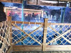 -海合安青岛极地海洋公园