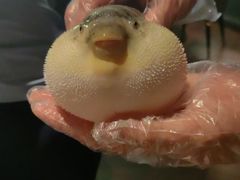 -肆月河豚·淮扬菜·湘菜(华天店)