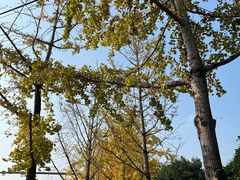 -铁山坪森林公园