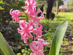 -上海鲜花港