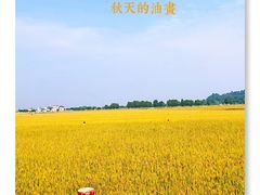 -崖口煲仔饭