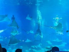 -烟台海昌鲸鲨海洋公园