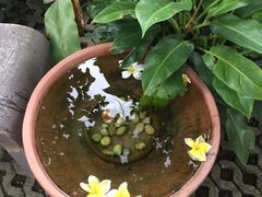 -清迈女子监狱马杀鸡(无分店)