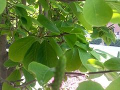 android_upload_pic-北京市海淀外国语实验学校