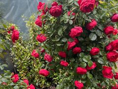 -龙大花卉苗木市场