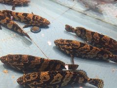 -渔傅·霞浦滩涂海鲜(建平店)