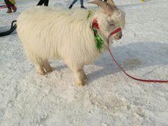-北京亚布洛尼朝阳公园滑雪场