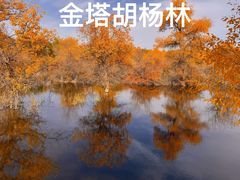 -金塔沙漠胡杨林景区